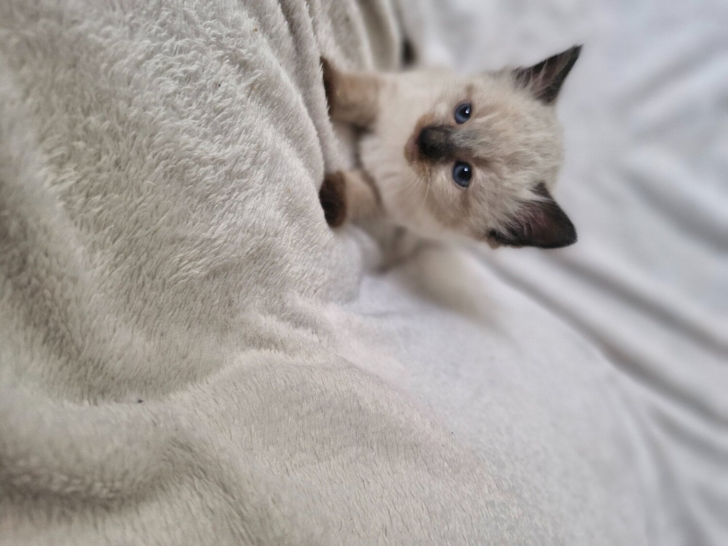 2 beautiful boy half ragdoll - Cats & Kittens in Brighton