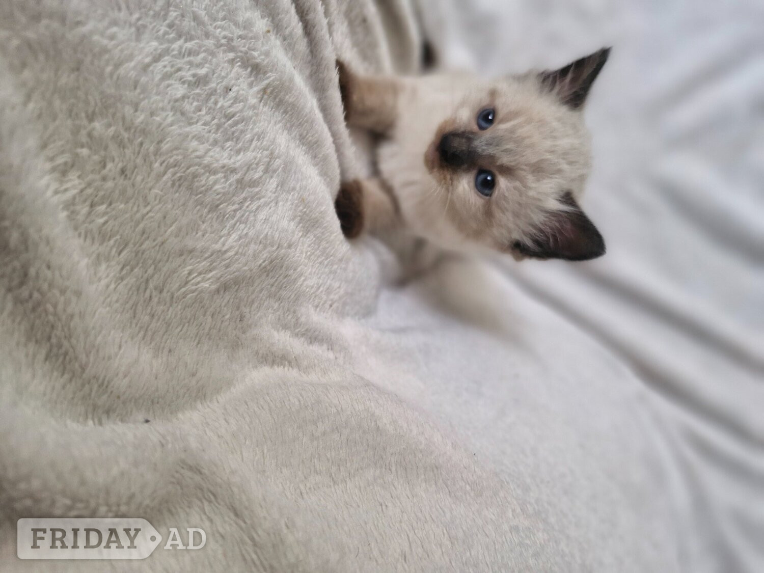 2 beautiful boy half ragdoll - Cats & Kittens in Brighton