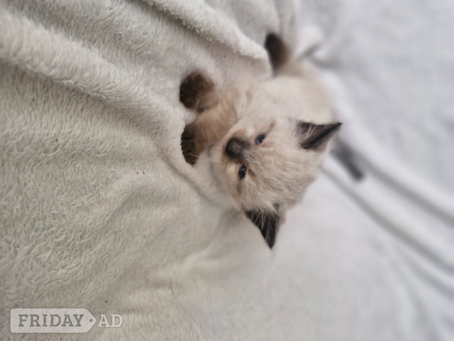 2 beautiful boy half ragdoll - Cats & Kittens