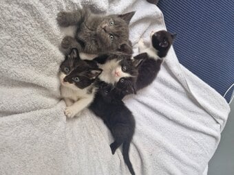 5 beautiful kittens ready 