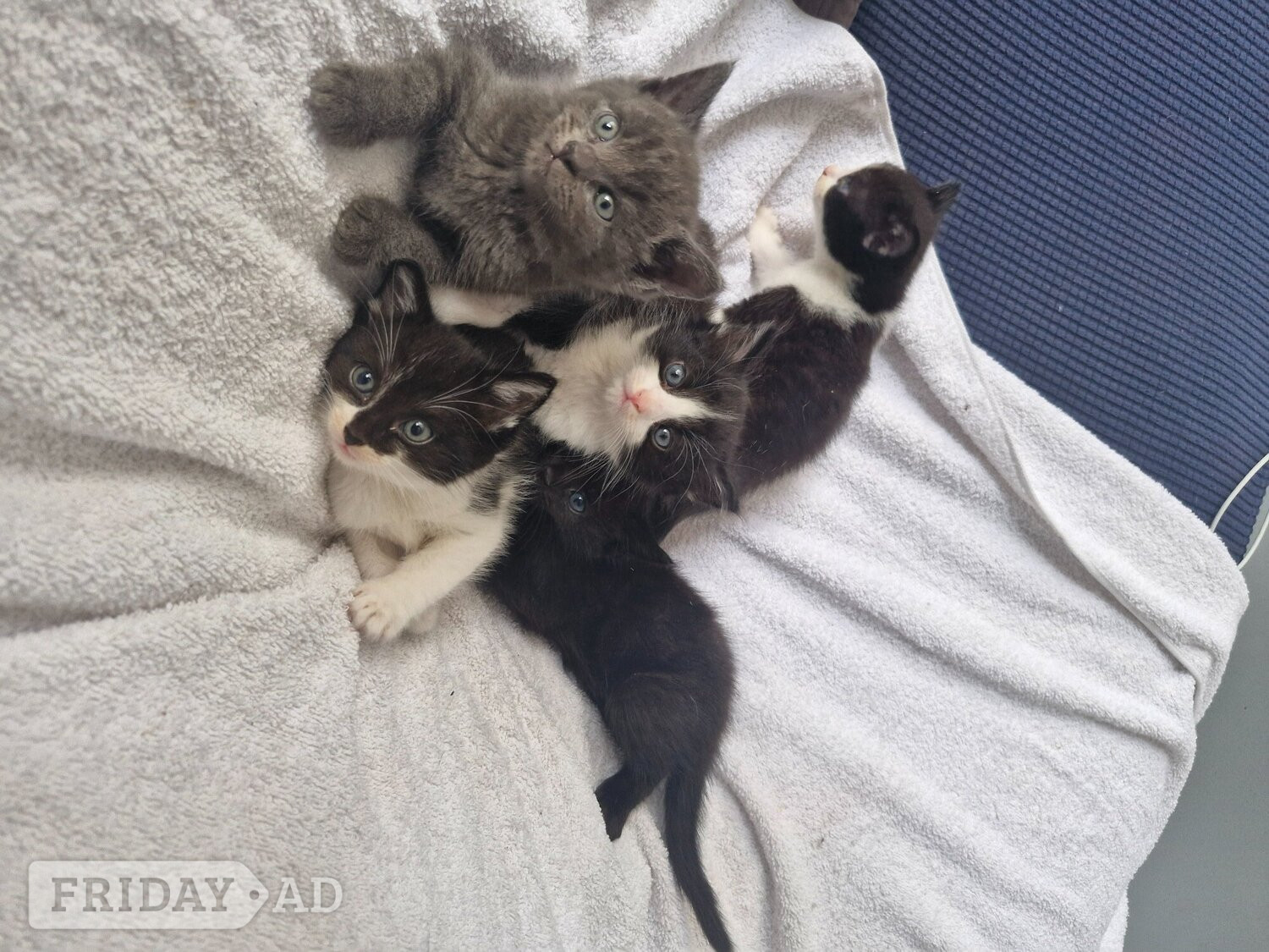 5 beautiful kittens ready  in Brighton