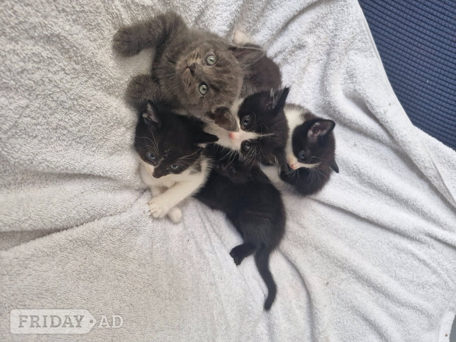 5 beautiful kittens ready 