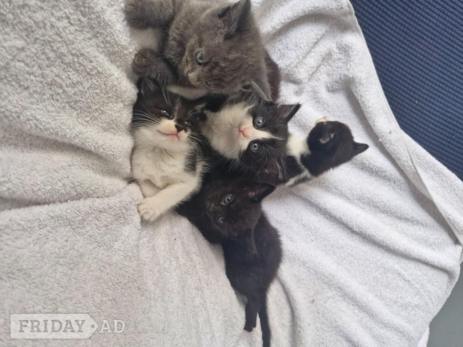 Brighton 5 beautiful kittens ready 