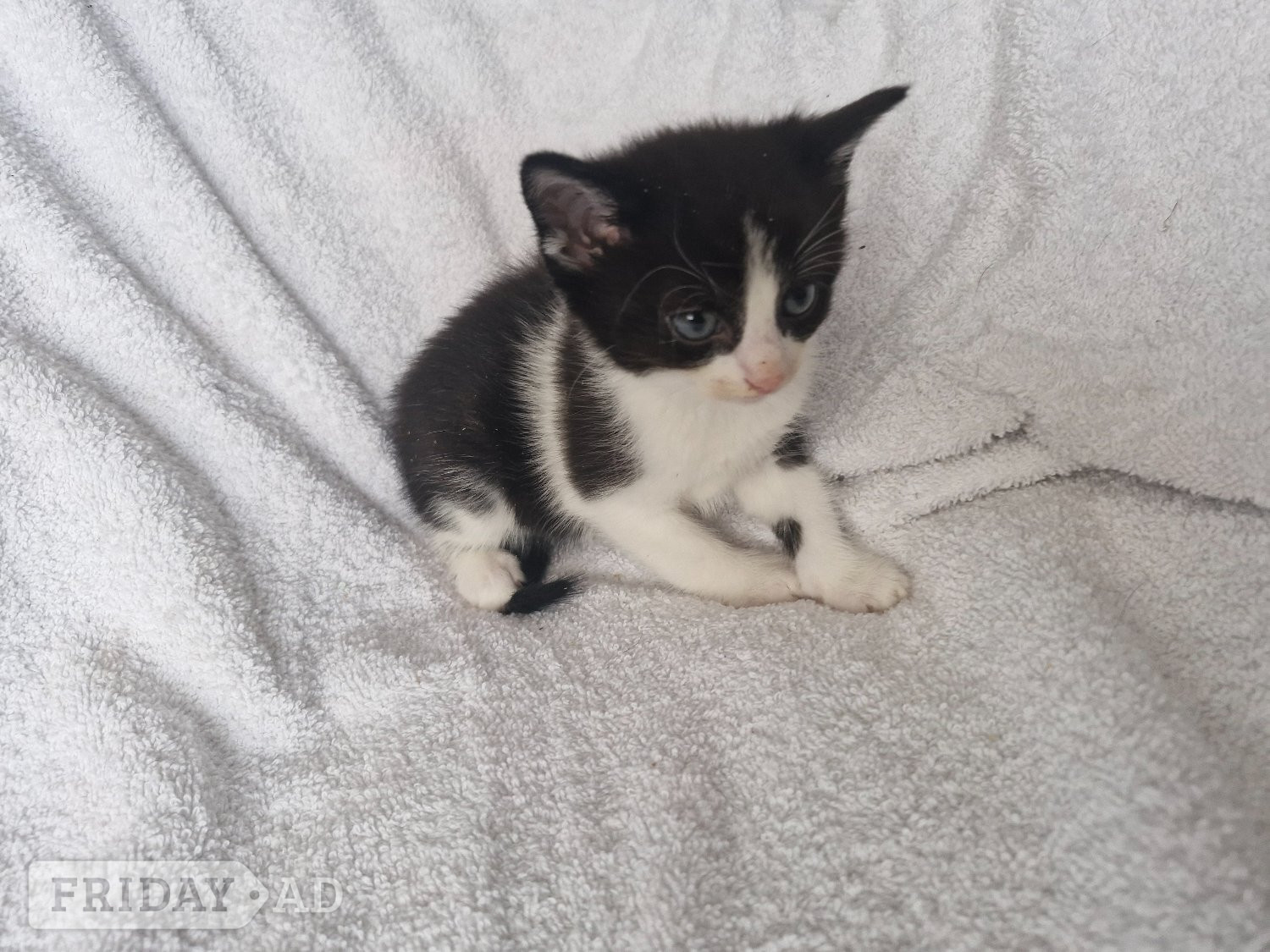 5 beautiful kittens ready  - Cats & Kittens in Brighton