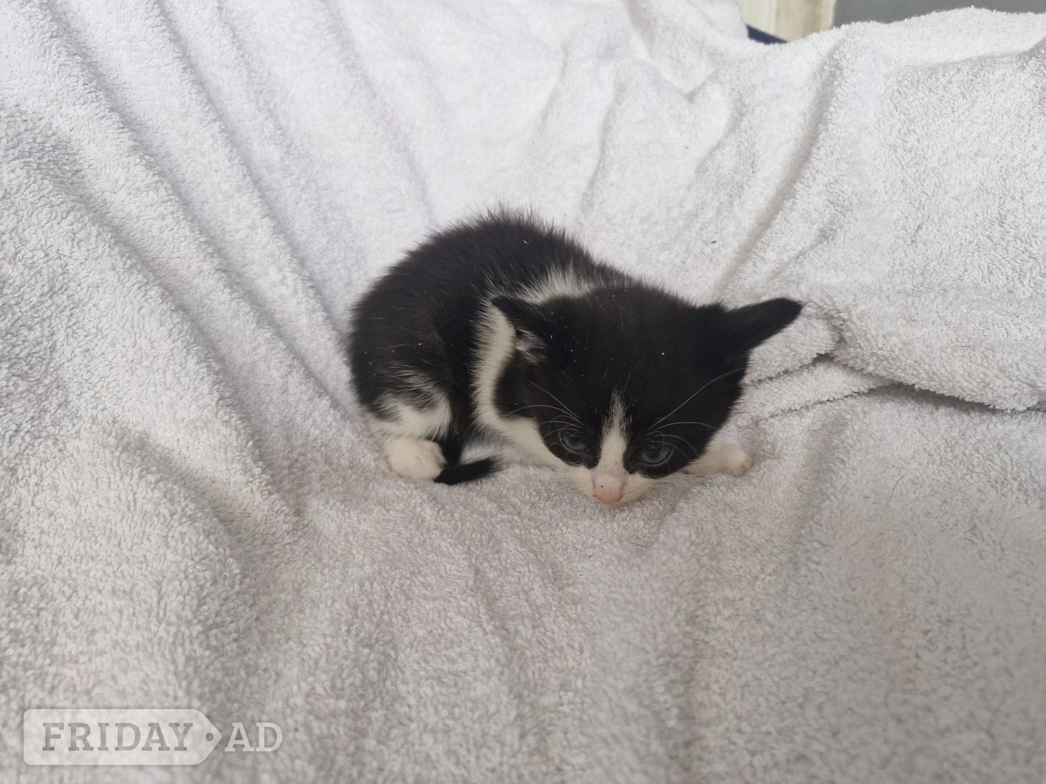 5 beautiful kittens ready  - Cats & Kittens