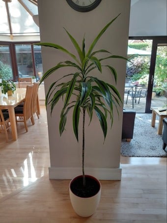 Lemon Lime Dracaena Houseplant