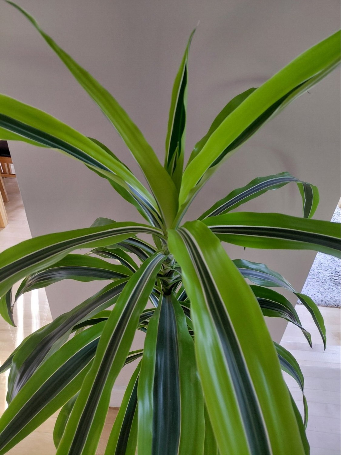 Lemon Lime Dracaena Houseplant
