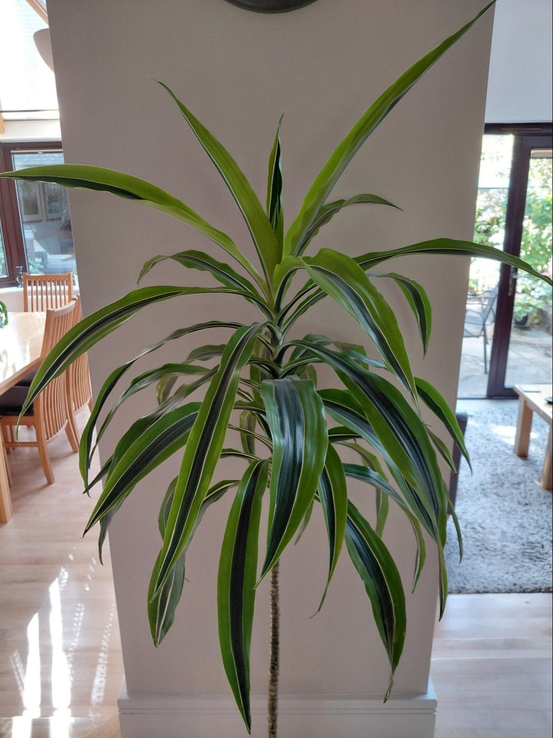 Winchester Lemon Lime Dracaena Houseplant