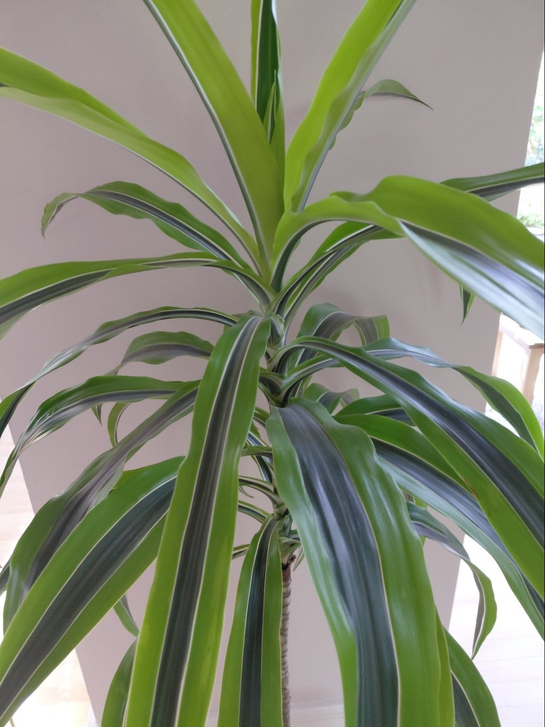 Lemon Lime Dracaena Houseplant - Garden in Winchester