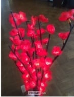 Indoors cherry blossom lights.   Calls only