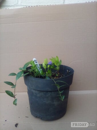 Periwinkle Plant in a pot