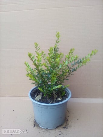 Plant Unknown name