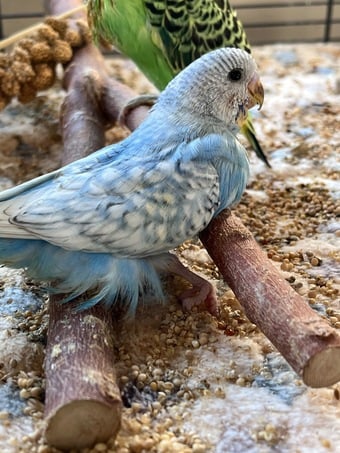 Budgies 8 weeks taming now 