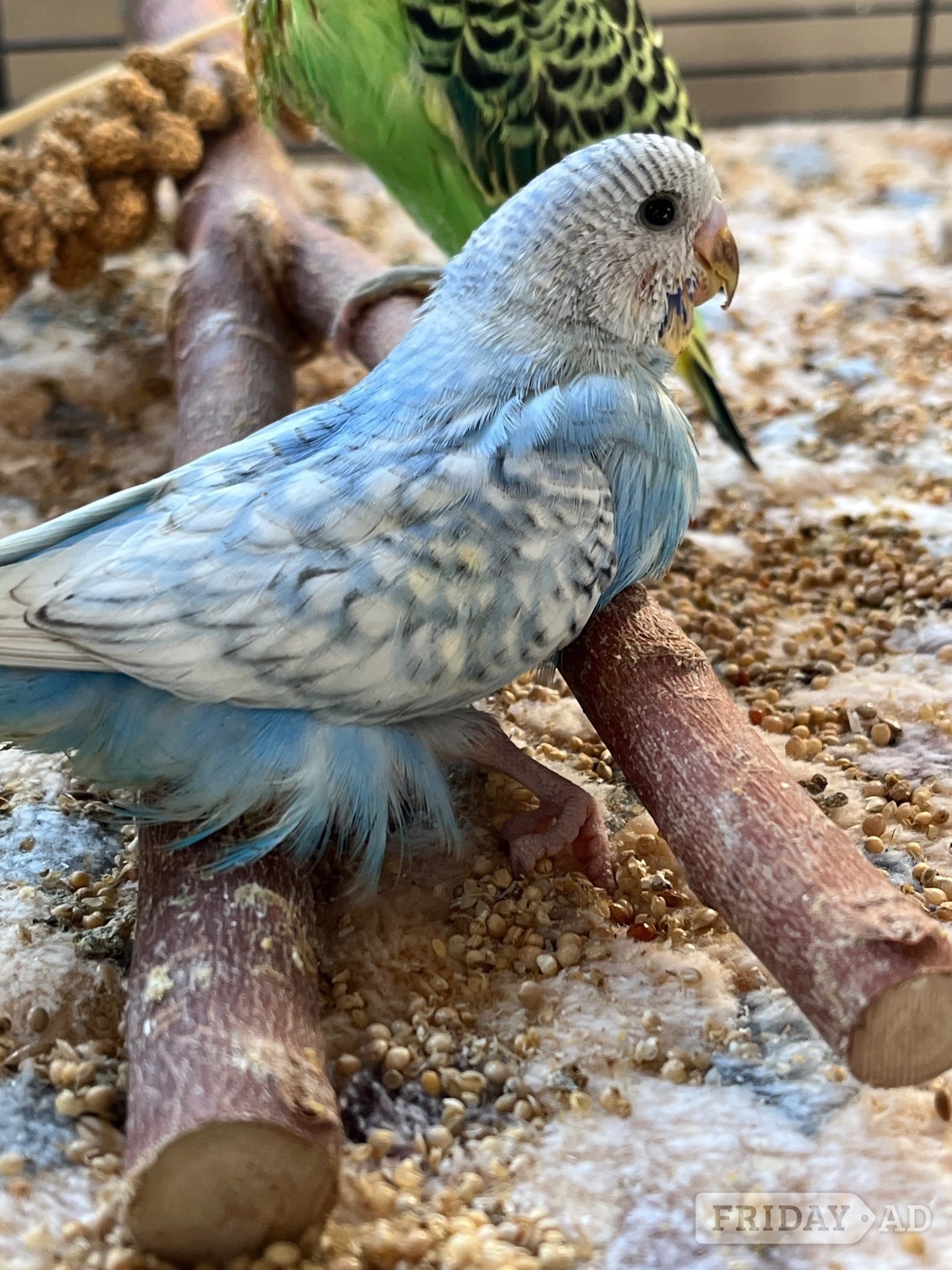 Budgies 8 weeks taming now  in Bognor Regis