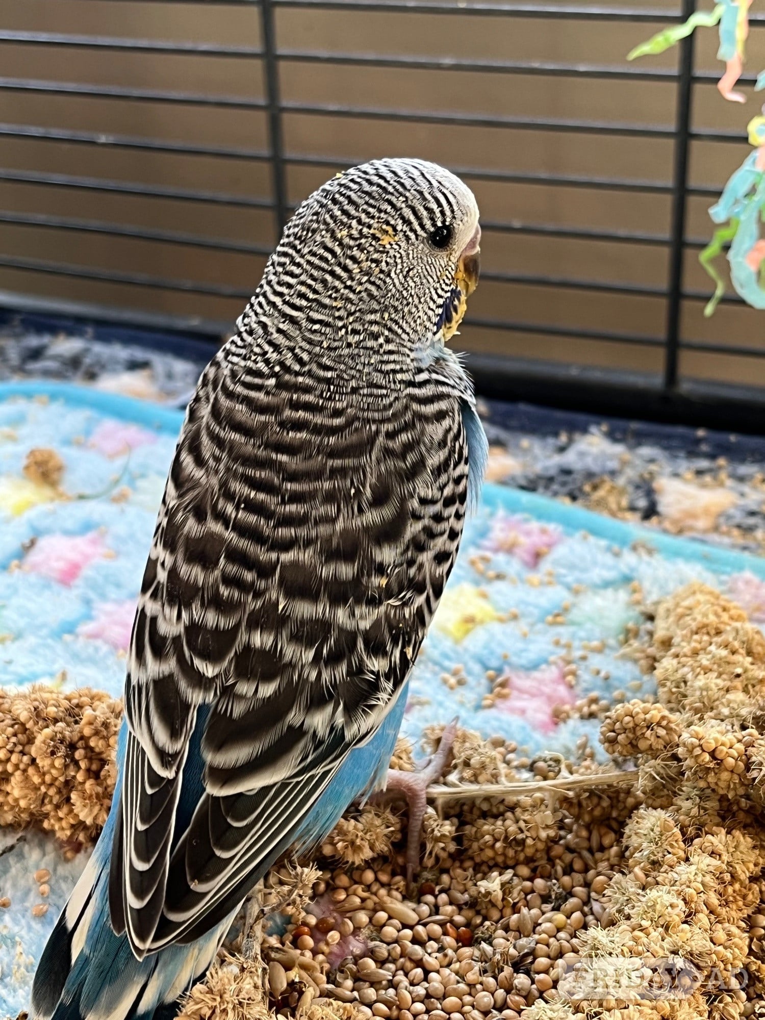 Budgies 8 weeks taming now 