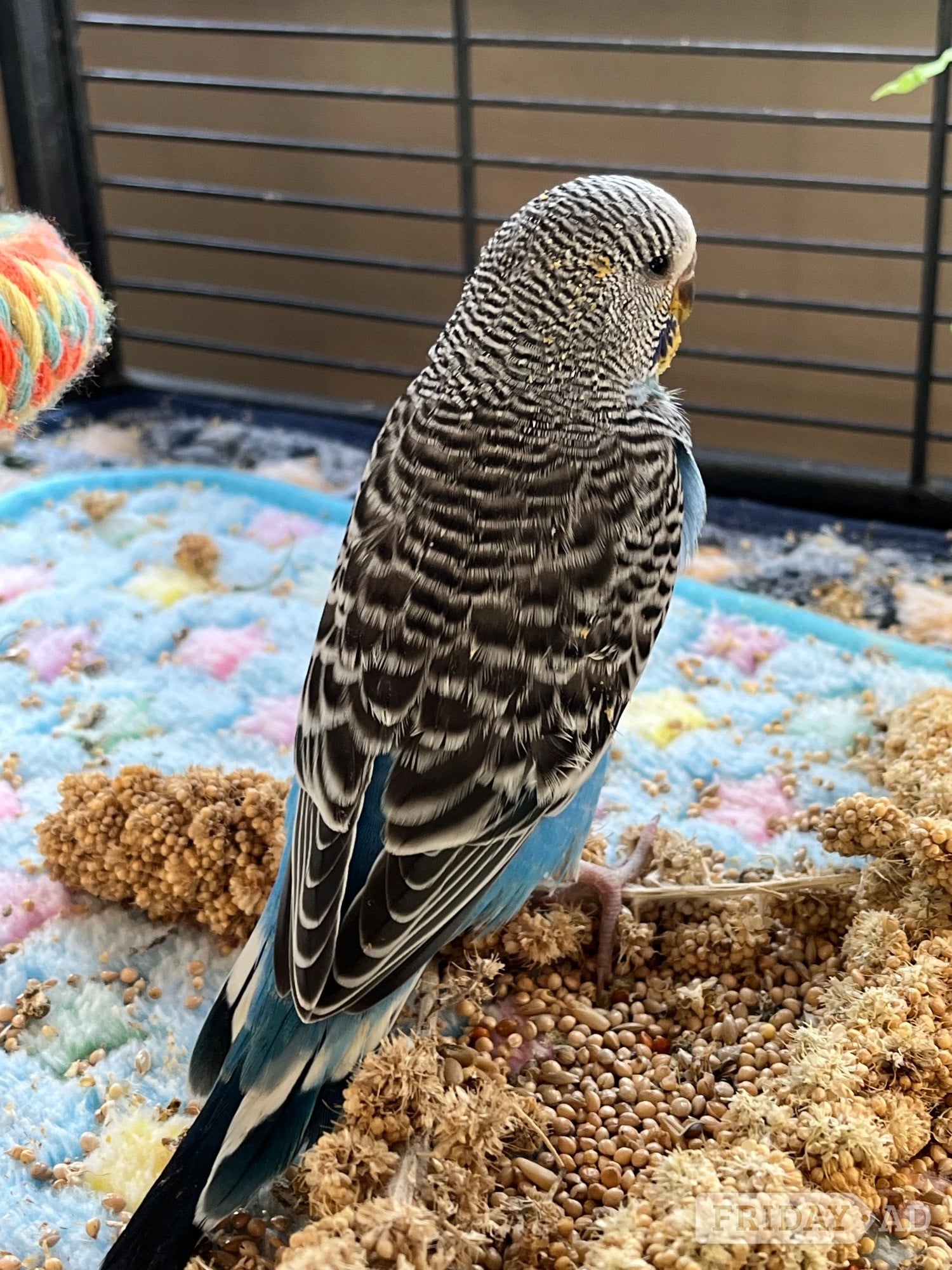 Bognor Regis Budgies 8 weeks taming now 