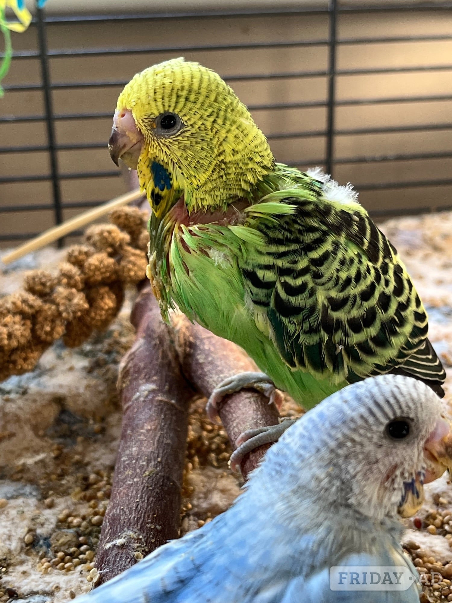 Budgies 8 weeks taming now  - Birds in Bognor Regis