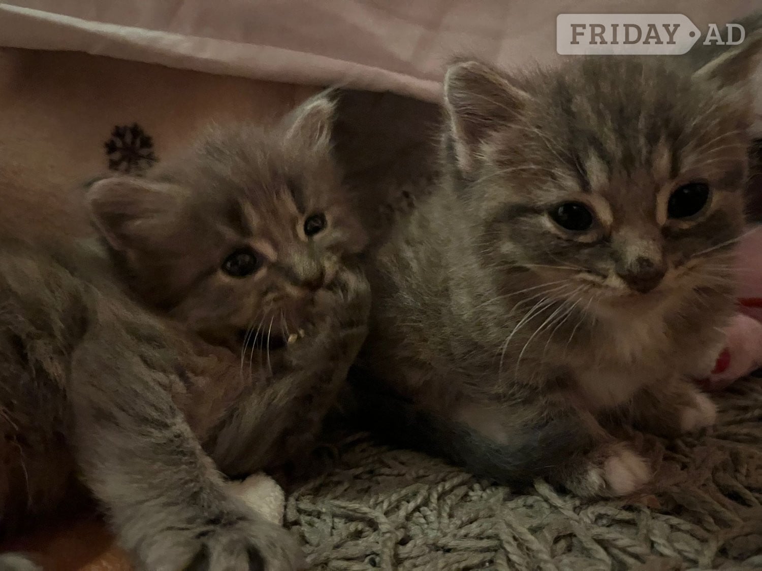 Kittens 8 weeks  in Hove