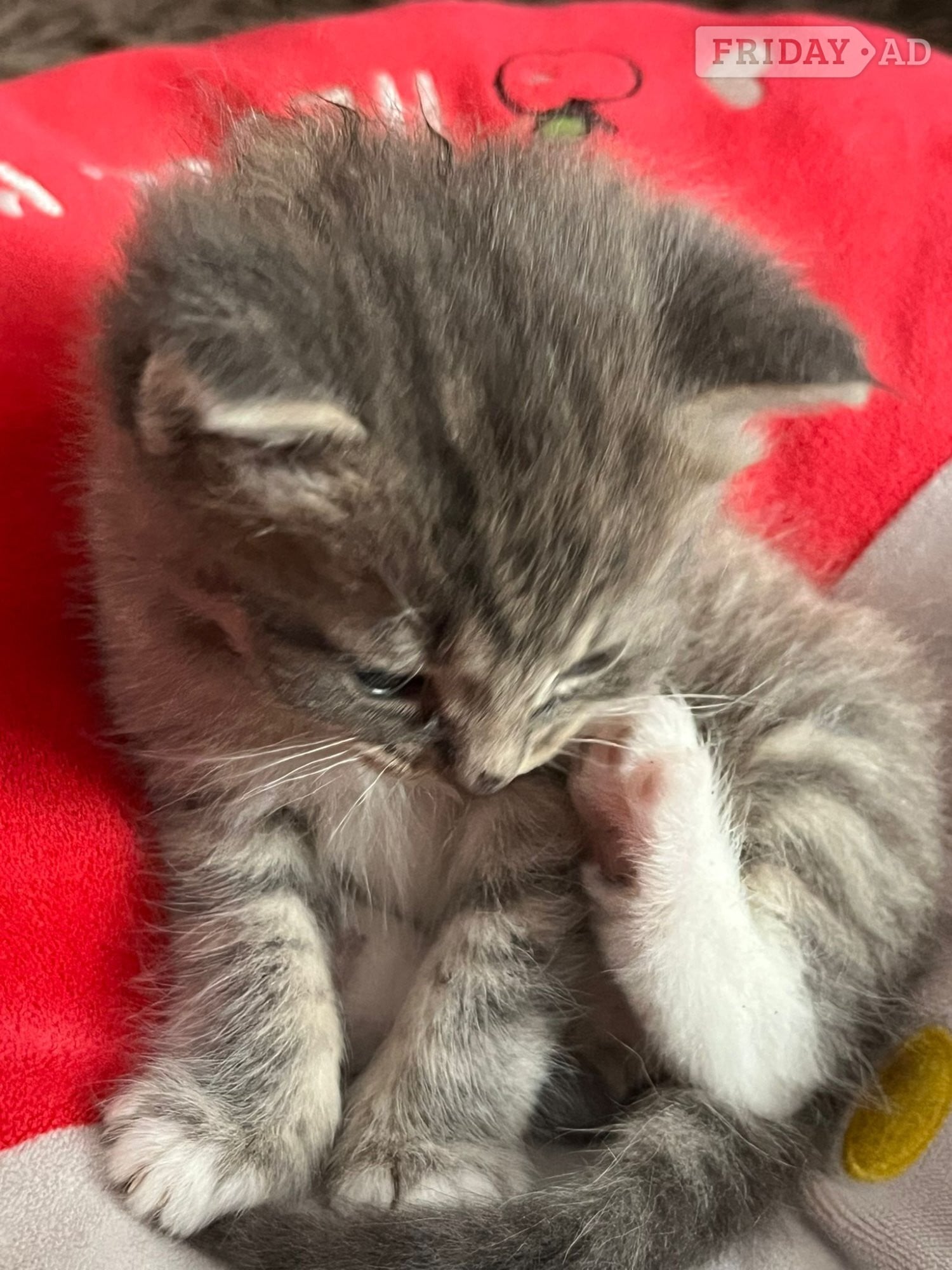 Kittens 8 weeks 