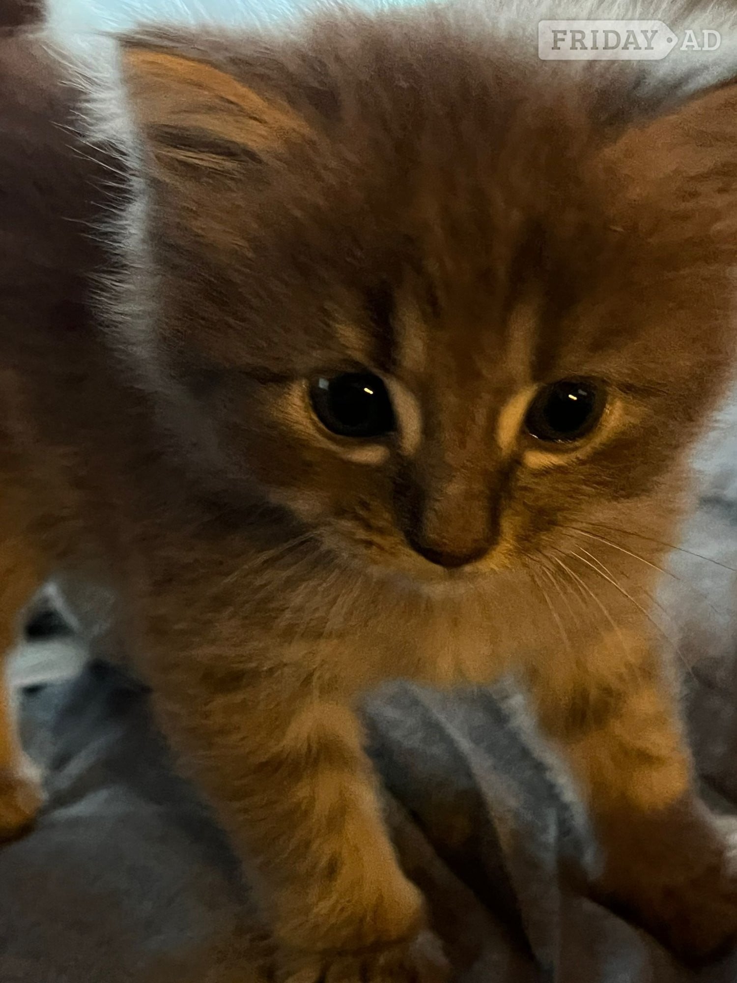 Kittens 8 weeks  - Cats & Kittens in Hove