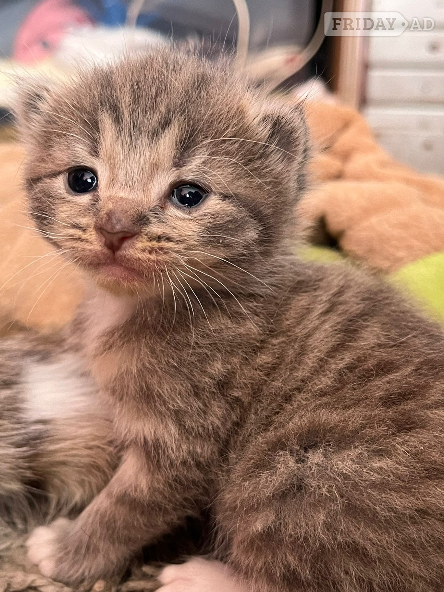 Kittens 8 weeks  - Cats & Kittens