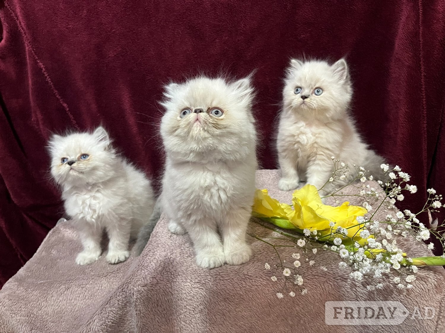 3 CHEEKY COLOURPOINT PERSIAN BOYS (READY FRI 17TH) in Bromley