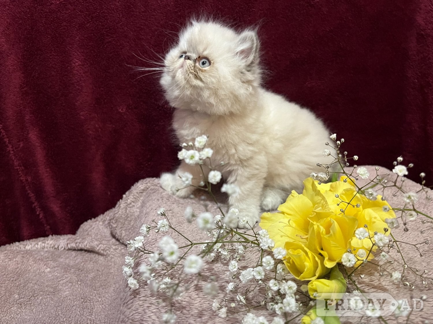 3 CHEEKY COLOURPOINT PERSIAN BOYS (READY FRI 17TH)