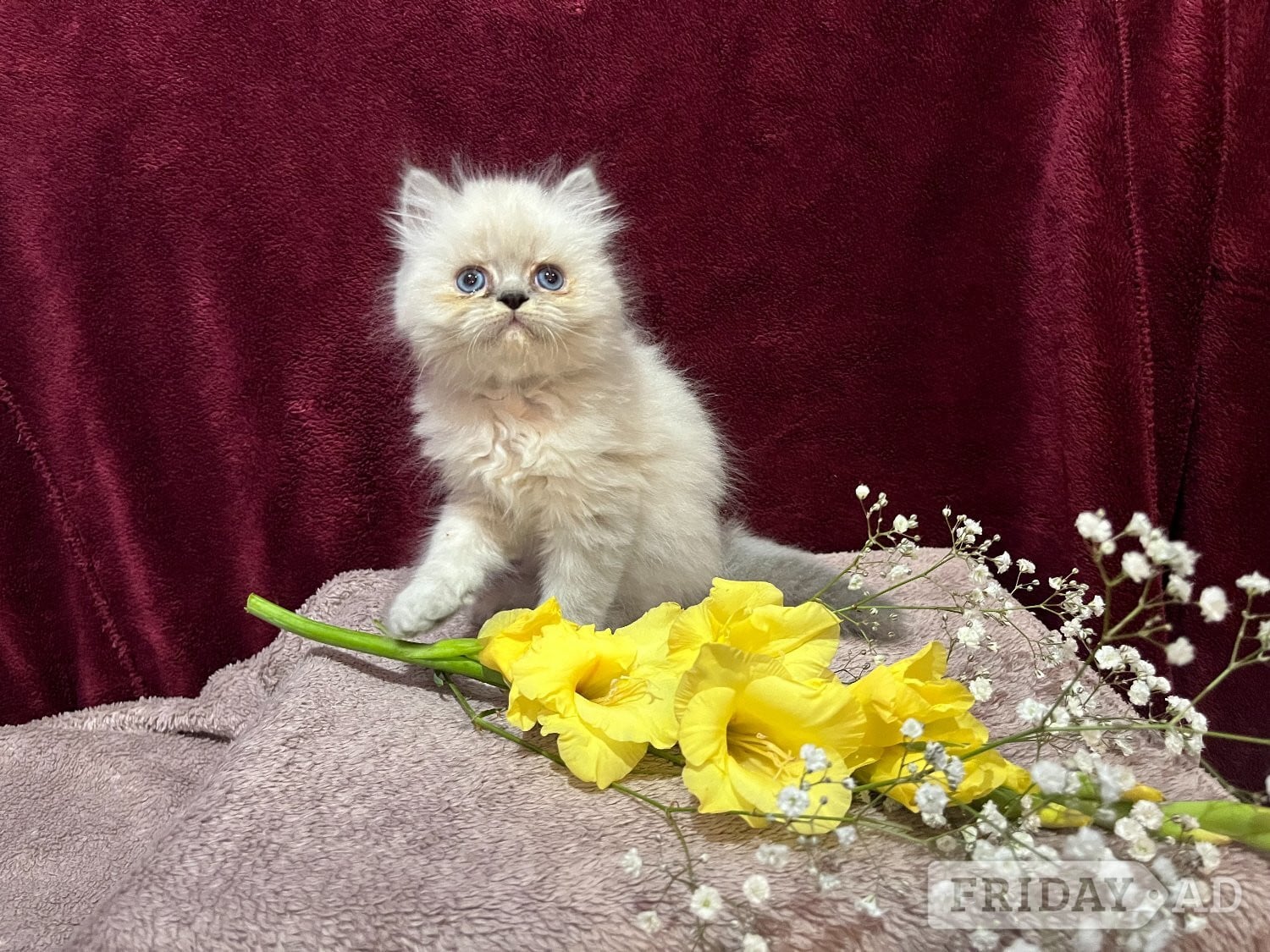 3 CHEEKY COLOURPOINT PERSIAN BOYS (READY FRI 17TH) - Cats & Kittens