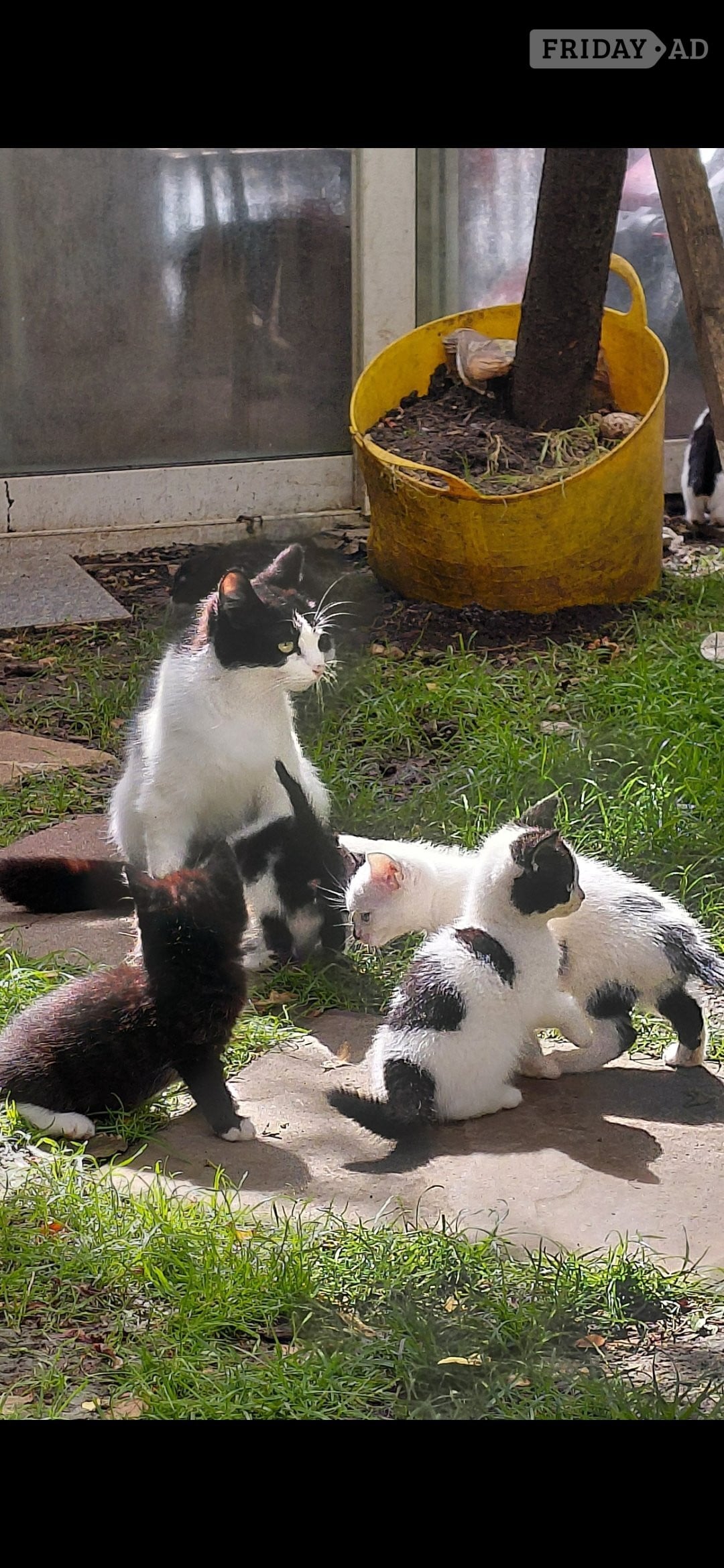 Gorgeous kittens for sale  in London