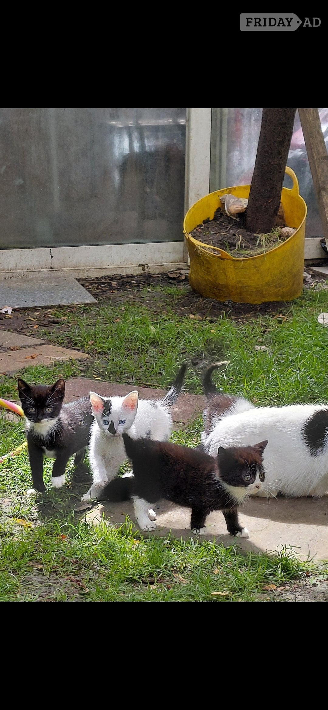 Gorgeous kittens for sale 