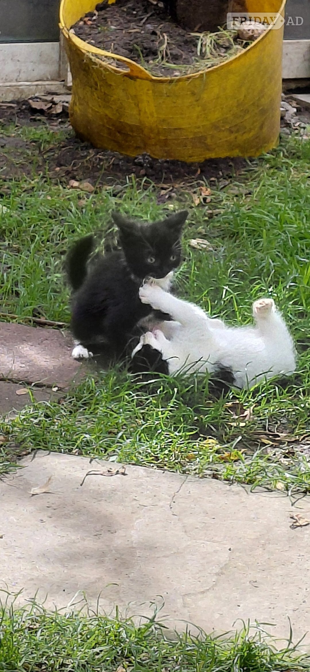 London Gorgeous kittens for sale 