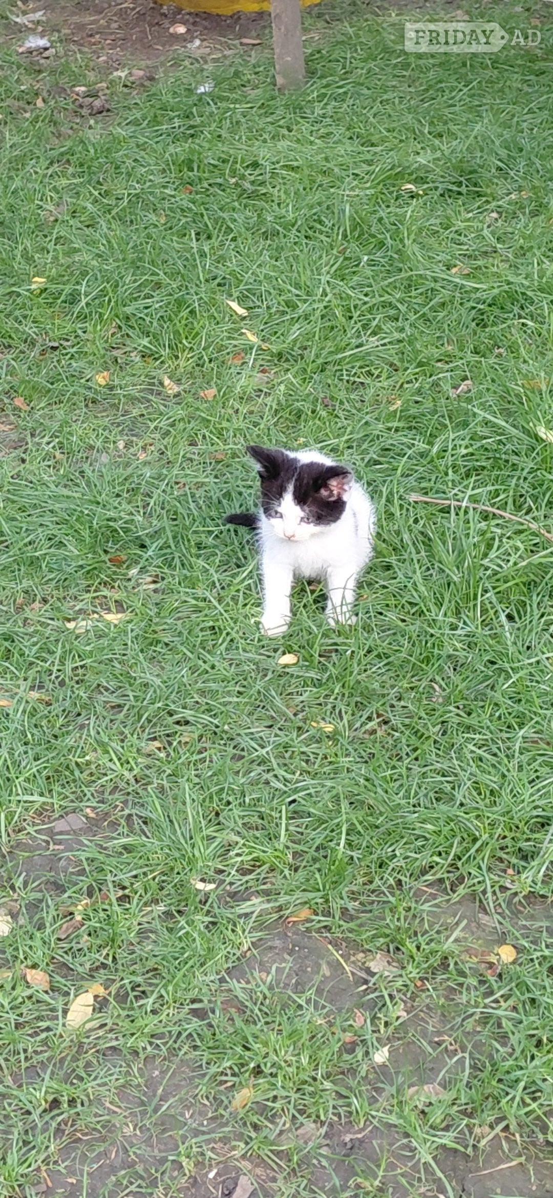 Gorgeous kittens for sale  - Cats & Kittens in London