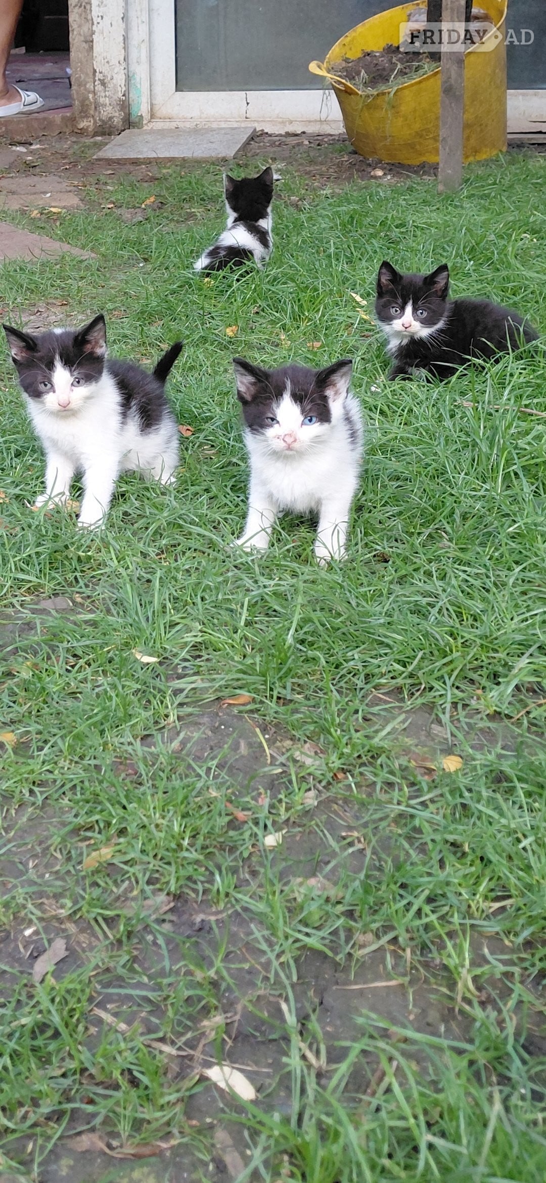 Gorgeous kittens for sale  - Cats & Kittens