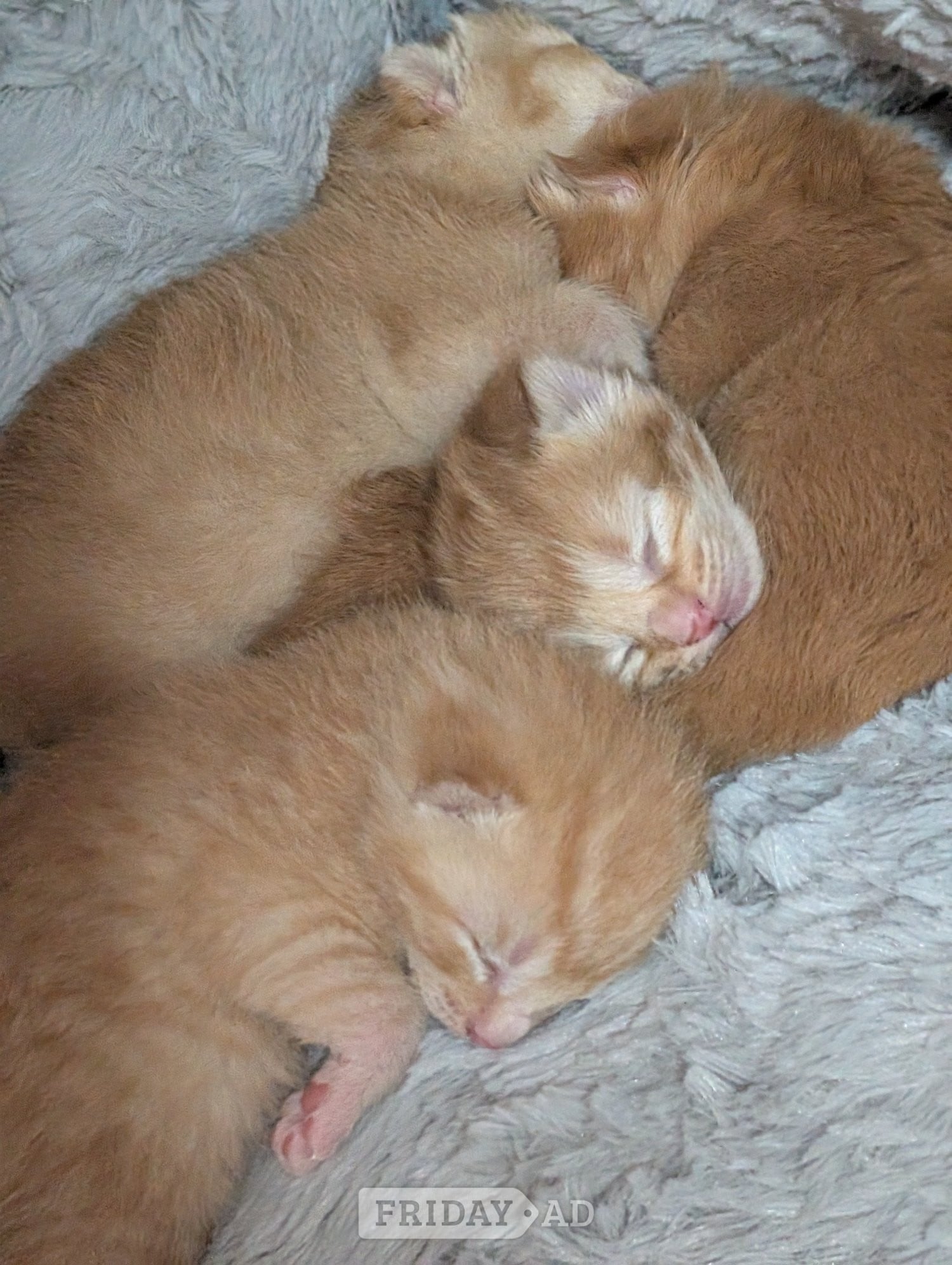 Kittens for sale  in Eastbourne
