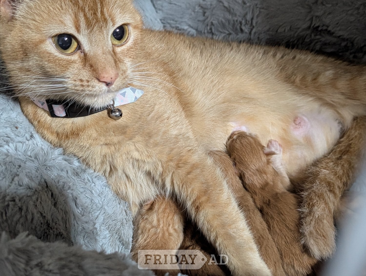 Kittens for sale 