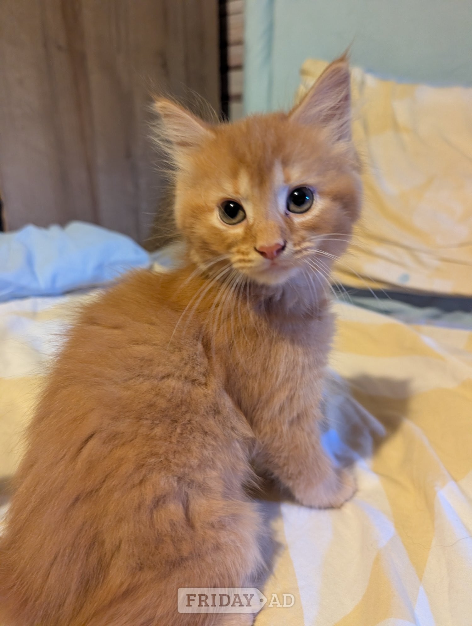 Eastbourne Kittens for sale 