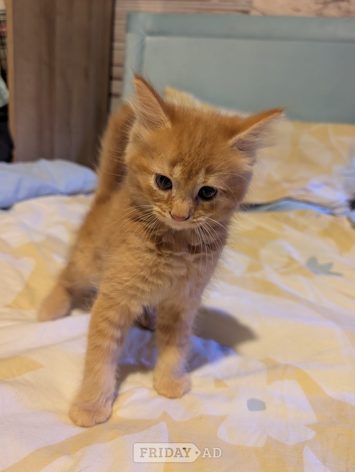 Kittens for sale  - Cats & Kittens in Eastbourne