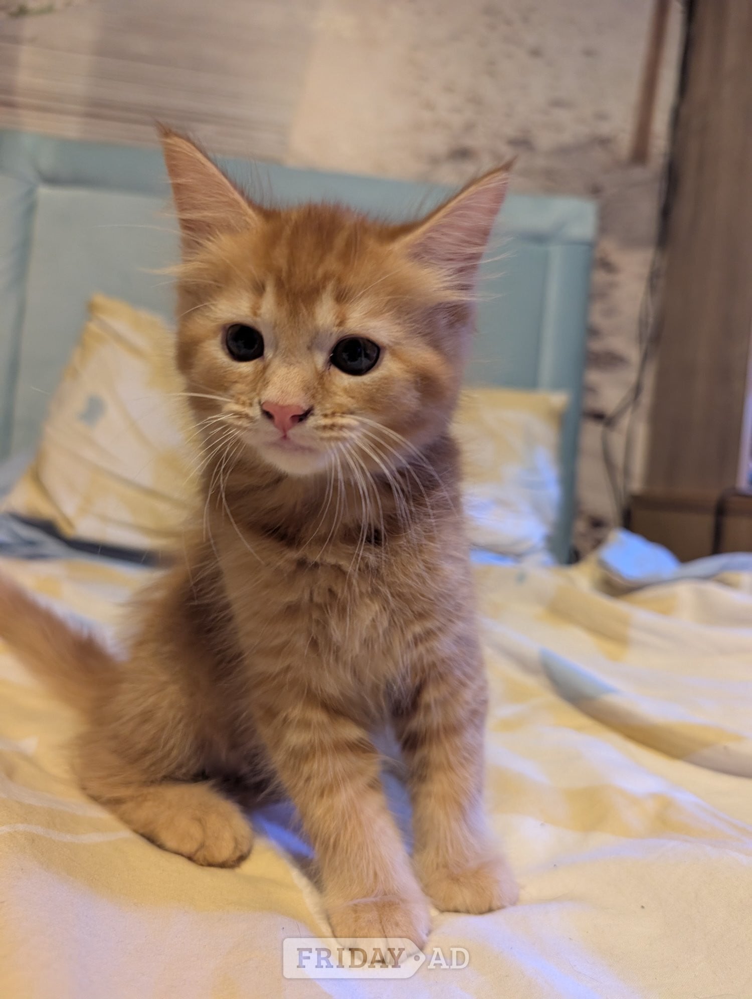 Kittens for sale  - Cats & Kittens