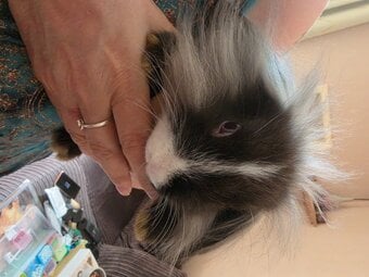 3 rabbits for rehome 
