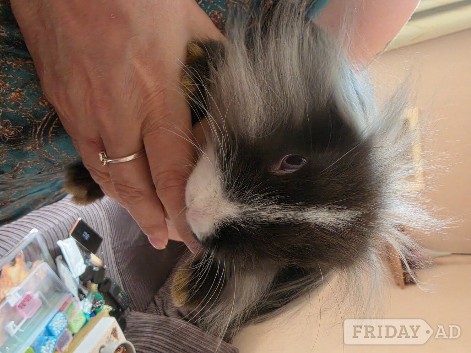 3 rabbits for rehome  in Hastings