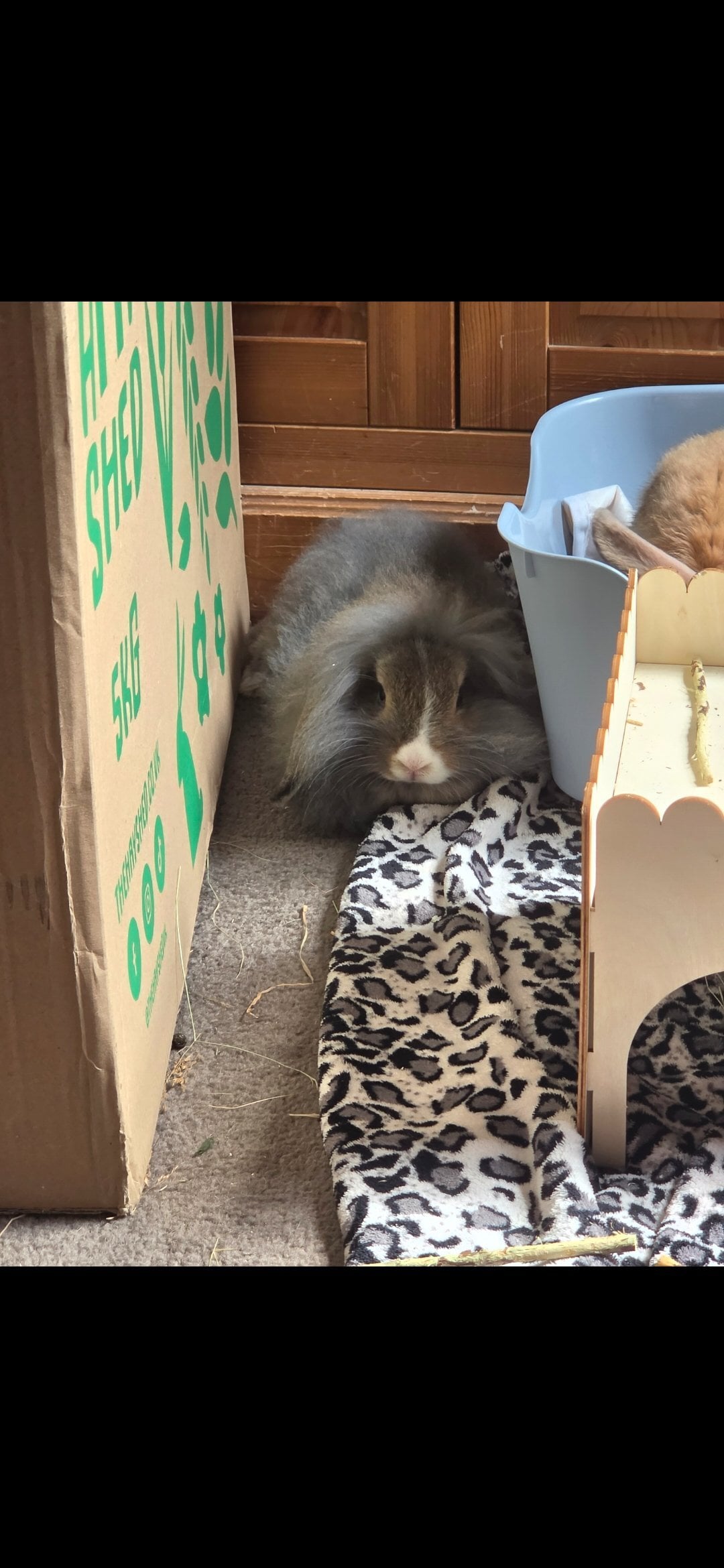 3 rabbits for rehome 