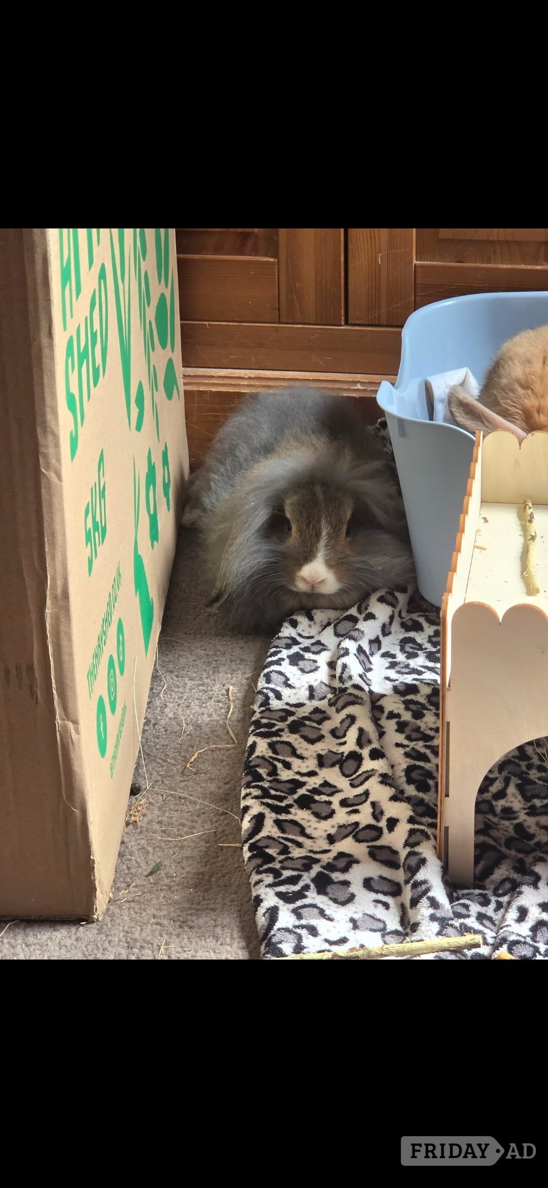 3 rabbits for rehome 