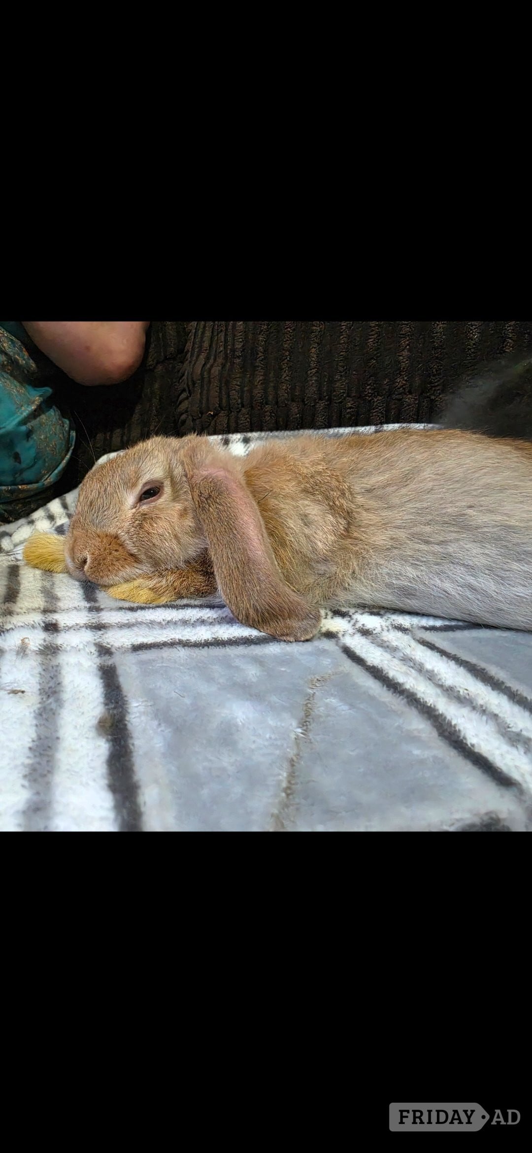 Hastings 3 rabbits for rehome 