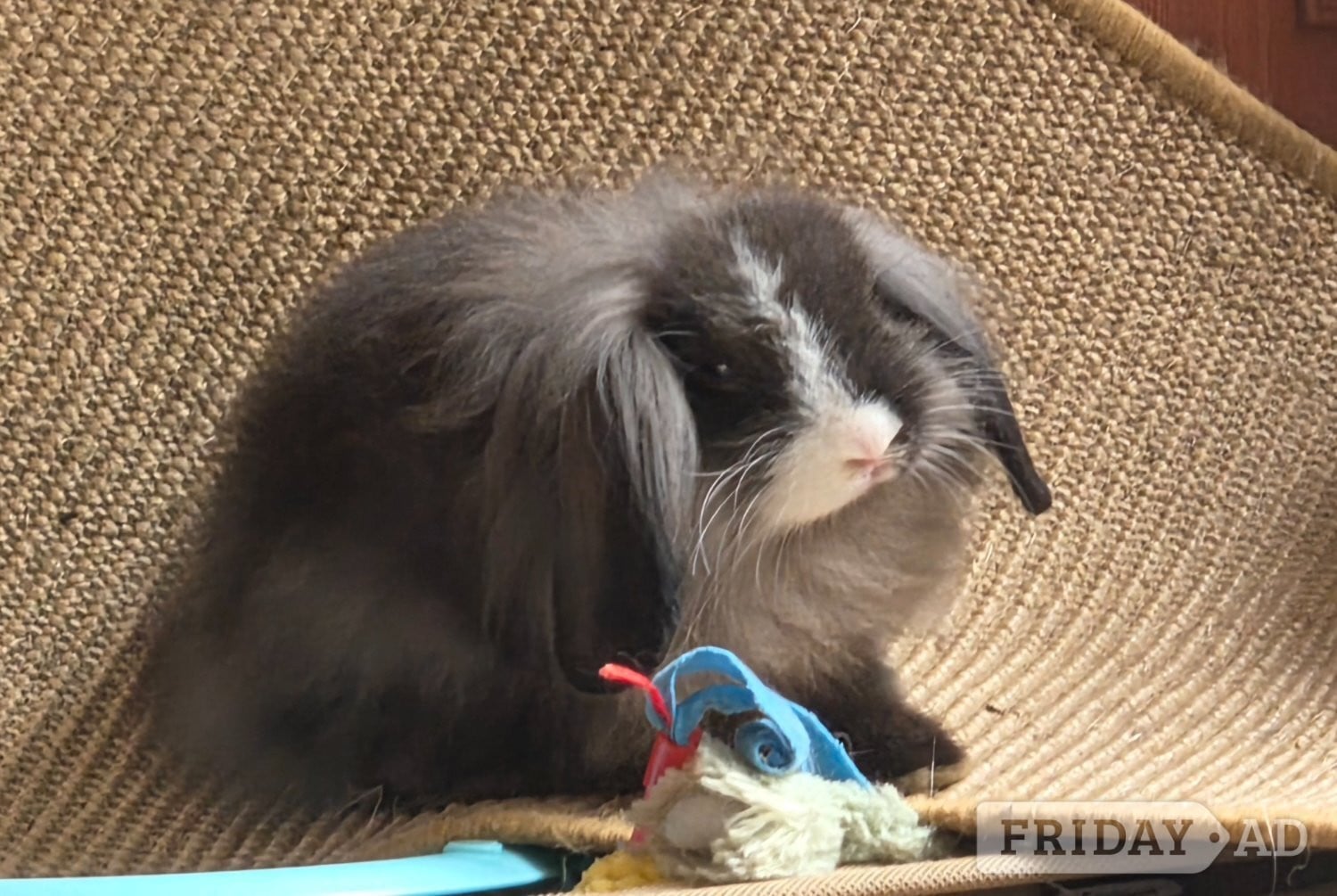 3 rabbits for rehome  - Rabbits in Hastings