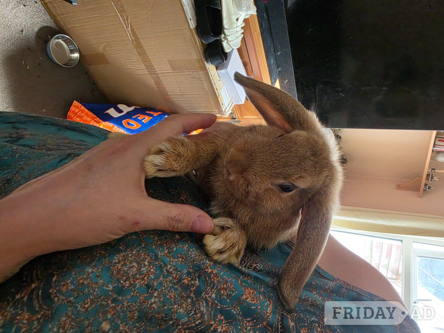 3 rabbits for rehome  - Guinea Pigs & Small Furries