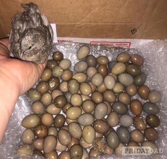 CHINESE PAINTED BUTTON QUAILS EGGS !