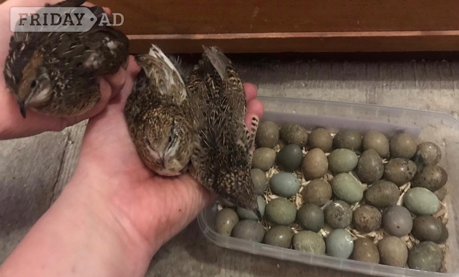 Warminster CHINESE PAINTED BUTTON QUAILS EGGS !