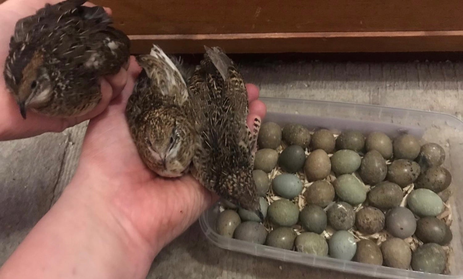 CHINESE PAINTED BUTTON QUAILS EGGS !