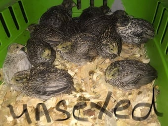 QUAIL CHICKS/CHINESE PAINTED BUTTONS !l