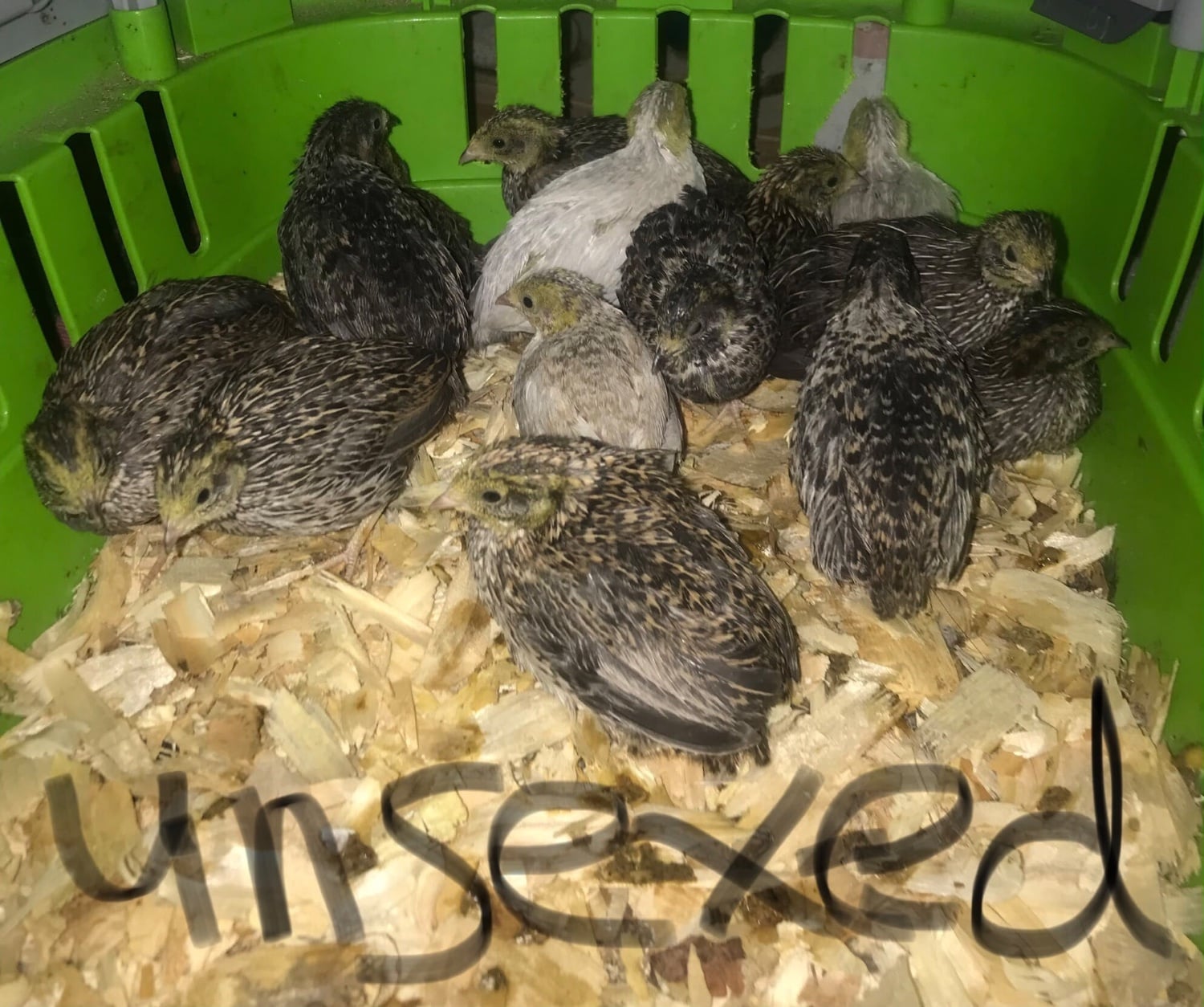 QUAIL CHICKS/CHINESE PAINTED BUTTONS !l
